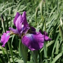 Iris Vullierens - 146